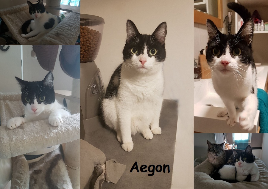 AEGON, chat mâle Nouvea33