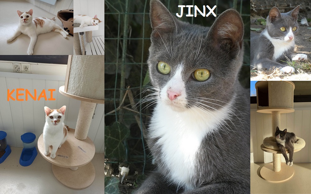 KENAI, chat mâle à adopter avec JINX, chat femelle Nouvea70