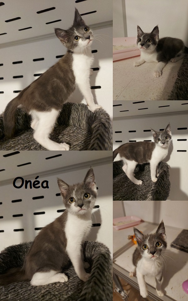 ONEA : annonce type pour sites gratuits Onzoa111