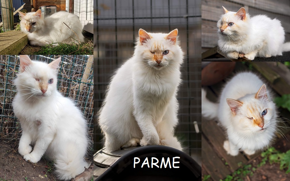 PARME : annonce type pour sites gratuits Parme111