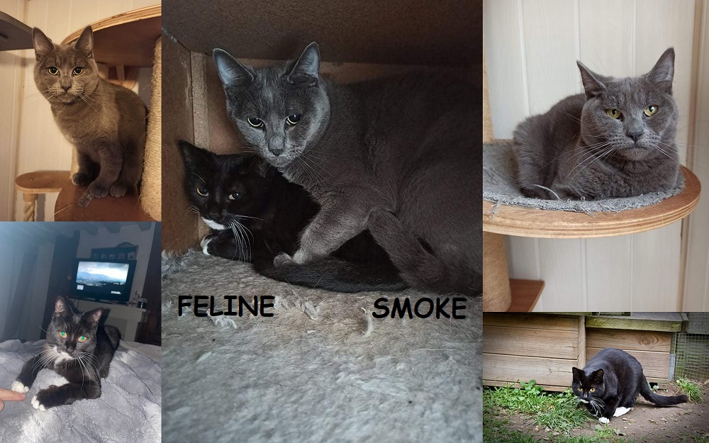 FELINE et SMOKE, chats femelle et mâle Smoke413