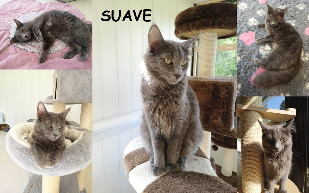 SUAVE, chat mâle Suave128