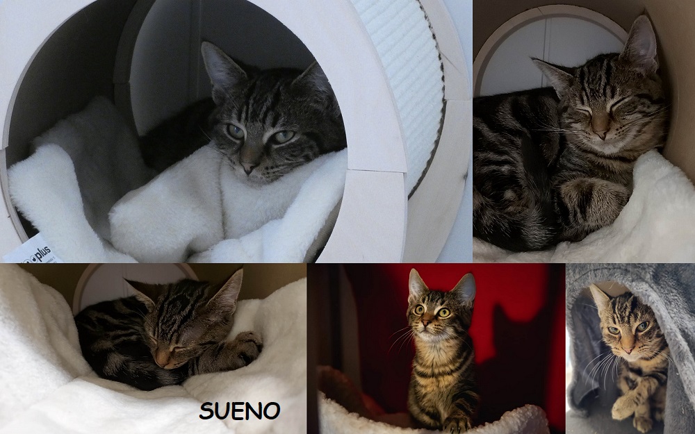 SUENO, chat mâle Sueno115