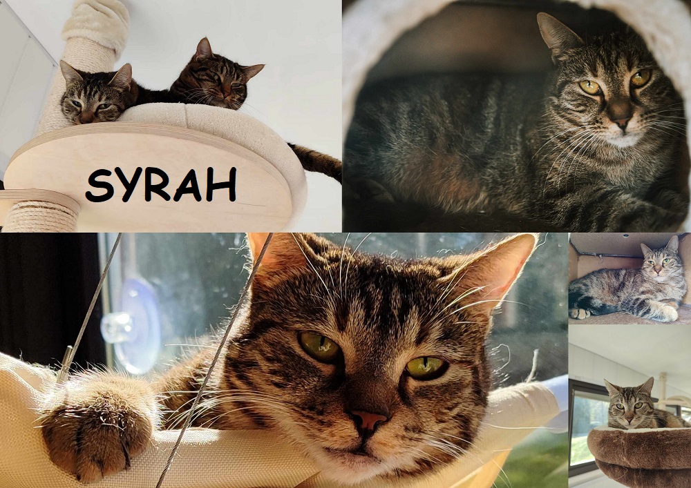 SYRAH chat femelle Syrah114