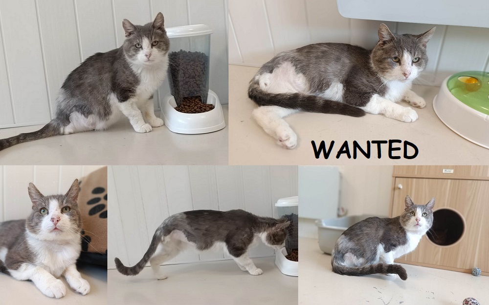 WANTED, chat mâle Wanted23