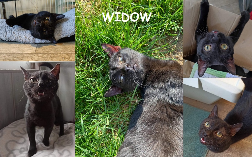 WIDOW, chat femelle Widow219