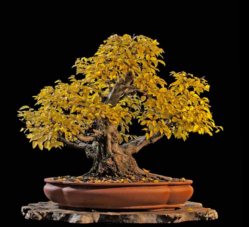 Show the Autumncolour from your bonsai - Page 5 R2c_4510