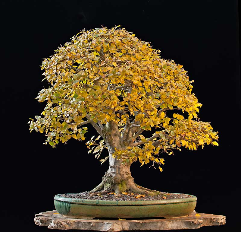 Show the Autumncolour from your bonsai - Page 5 R2c_4518