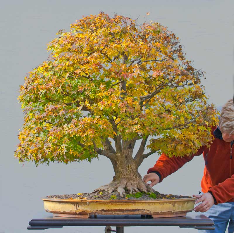 Show the Autumncolour from your bonsai - Page 5 R2c_4519