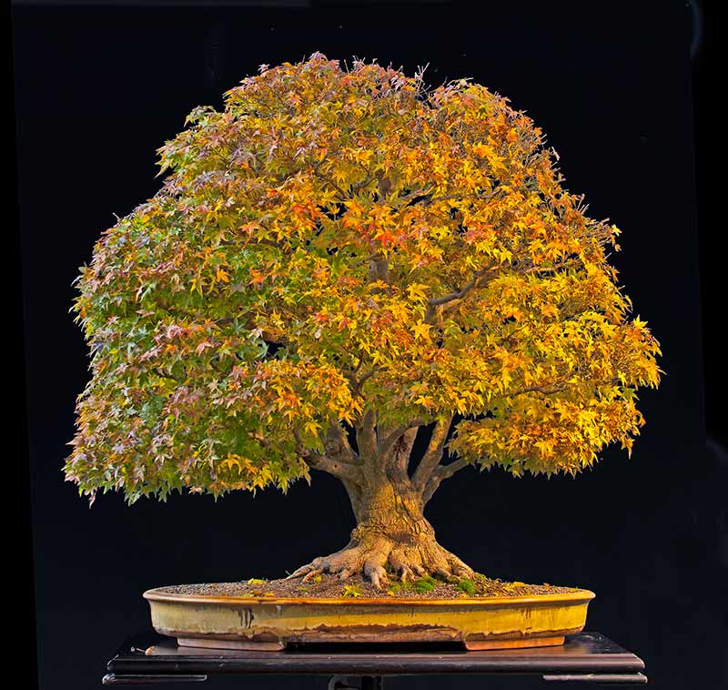 Show the Autumncolour from your bonsai - Page 5 R2c_4521