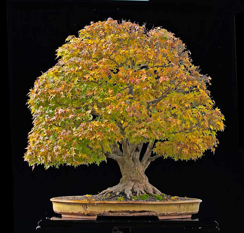 Show the Autumncolour from your bonsai - Page 5 R2c_4522