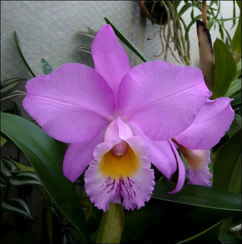 Cattleya Beaumesnil 'Parme' Cattle27