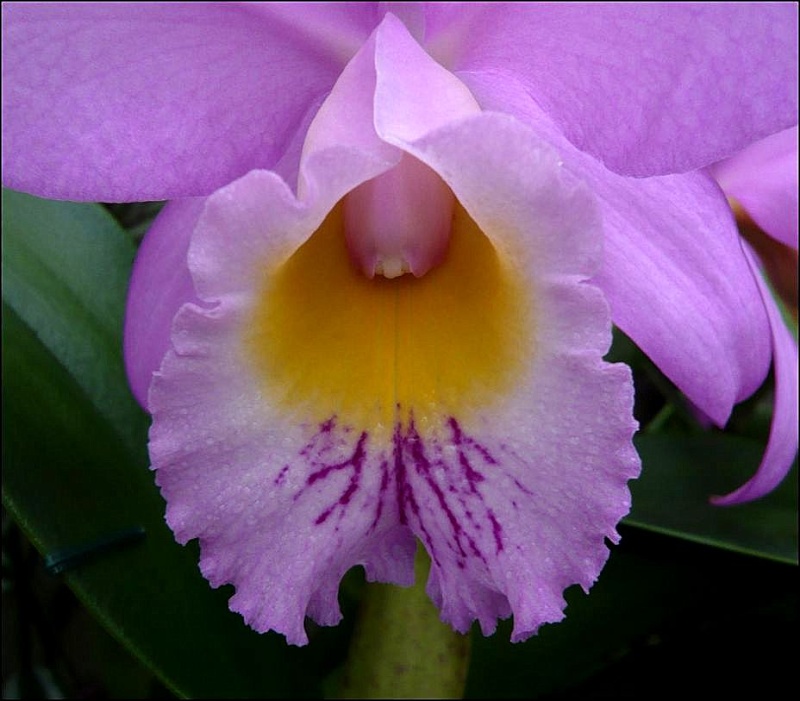 Cattleya Beaumesnil 'Parme' Cattle28