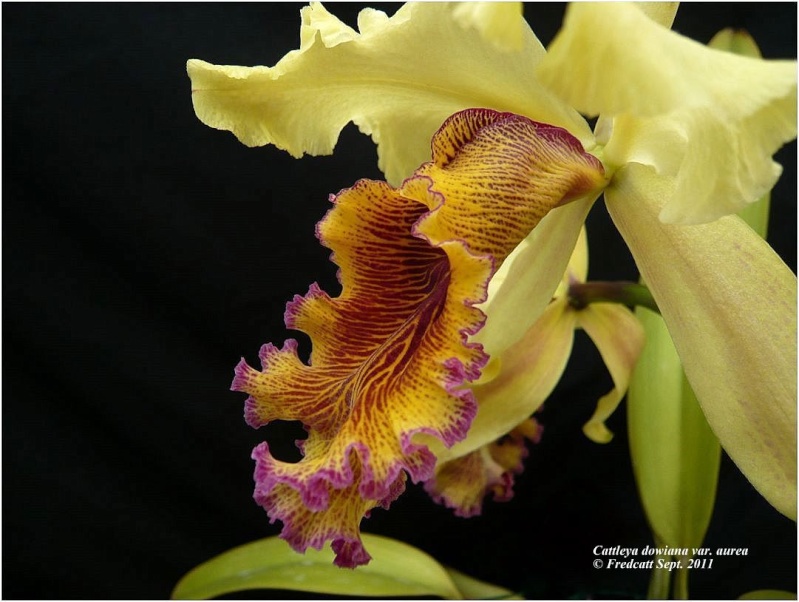 Discussion autour de Cattleya dowiana et Cattleya aurea (dowiana var. aurea) Cattle38