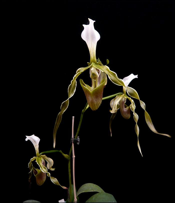 Paphiopedilum dianthum Paphio10