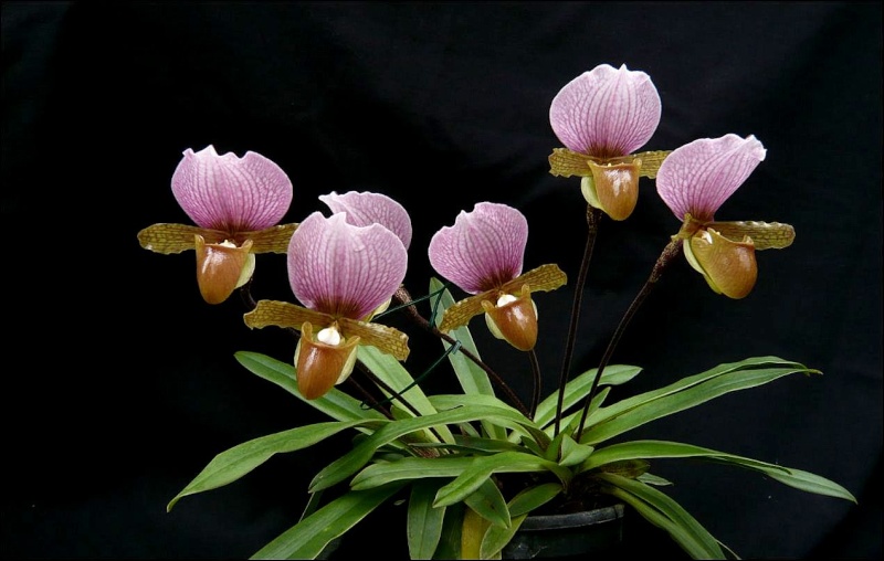 Paphiopedilum charlesworthii Paphio12