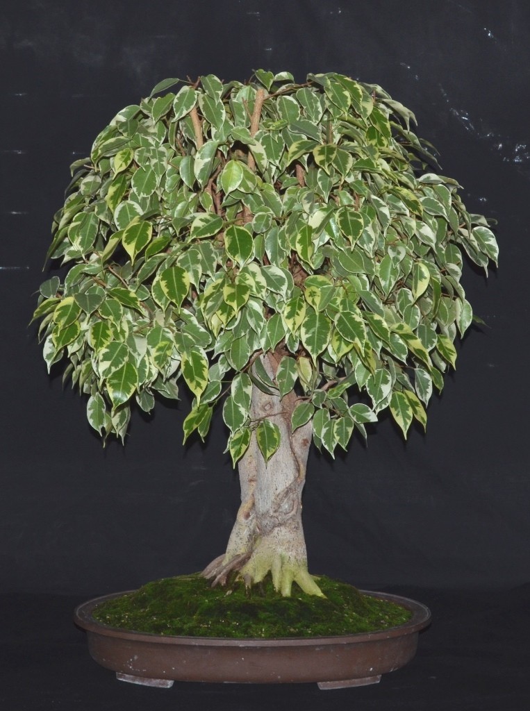 Variegated benjamina Ficus_10