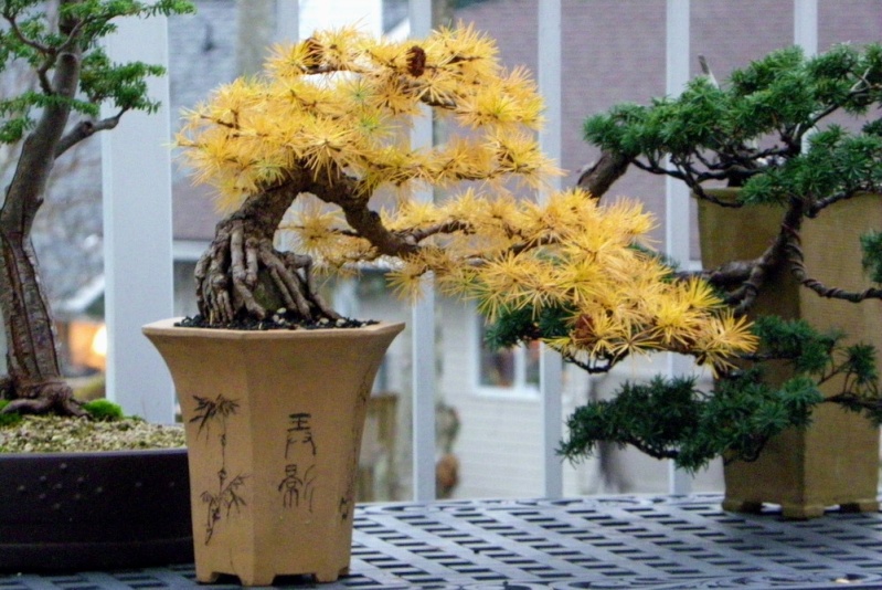 Show the Autumncolour from your bonsai - Page 5 Jap_la11