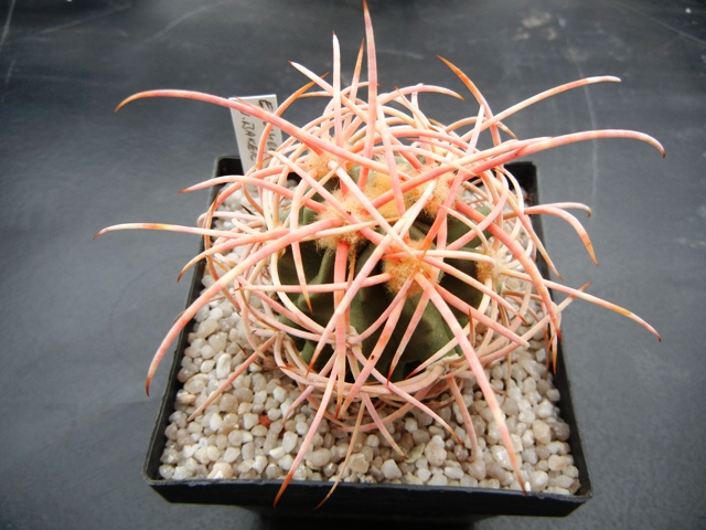 Echinocactus polycephalus 009pab10