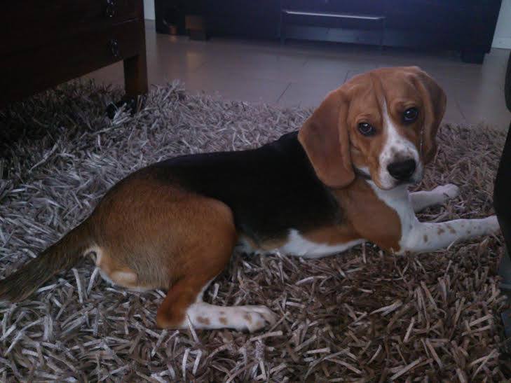 URGENT beagle mâle 1 an risque SPA 10807810