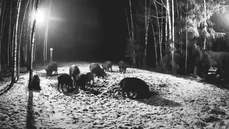 Boar cam Winter 2014-2015 Vlcsna23