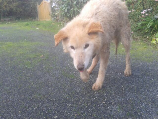 hyper urgent fa pour une vieille chienne qui vient d'être retirée pour négligence aujourd'hui 20141111