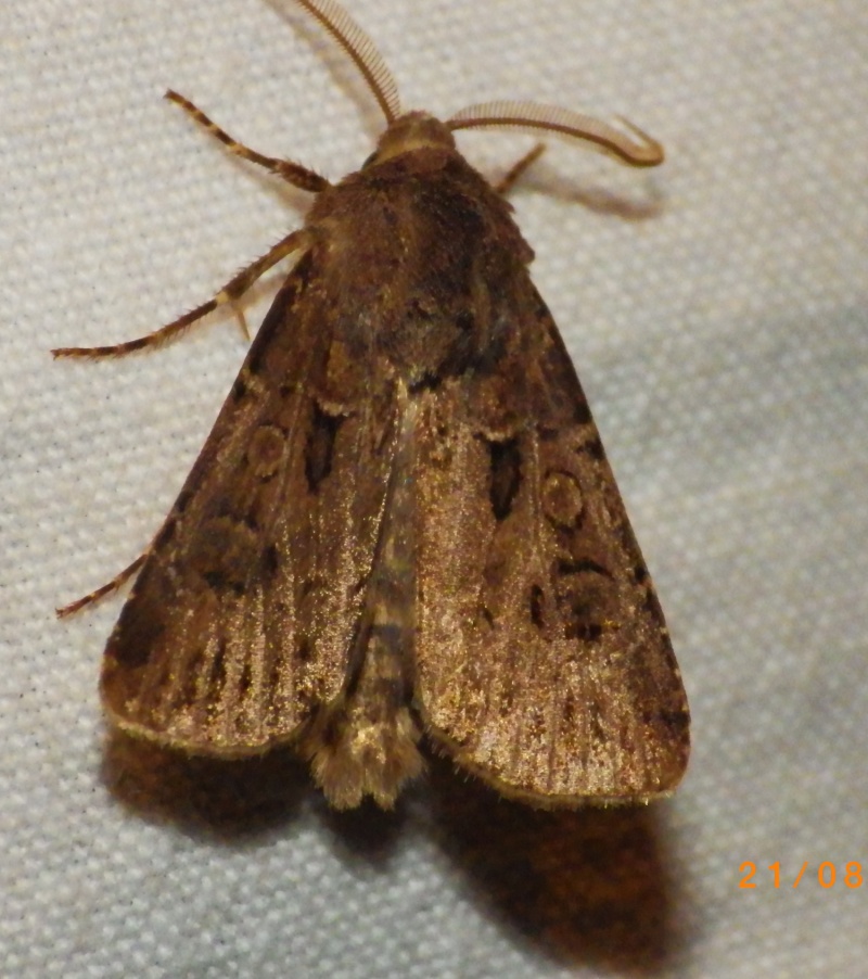 Agrotis sp Agroti10