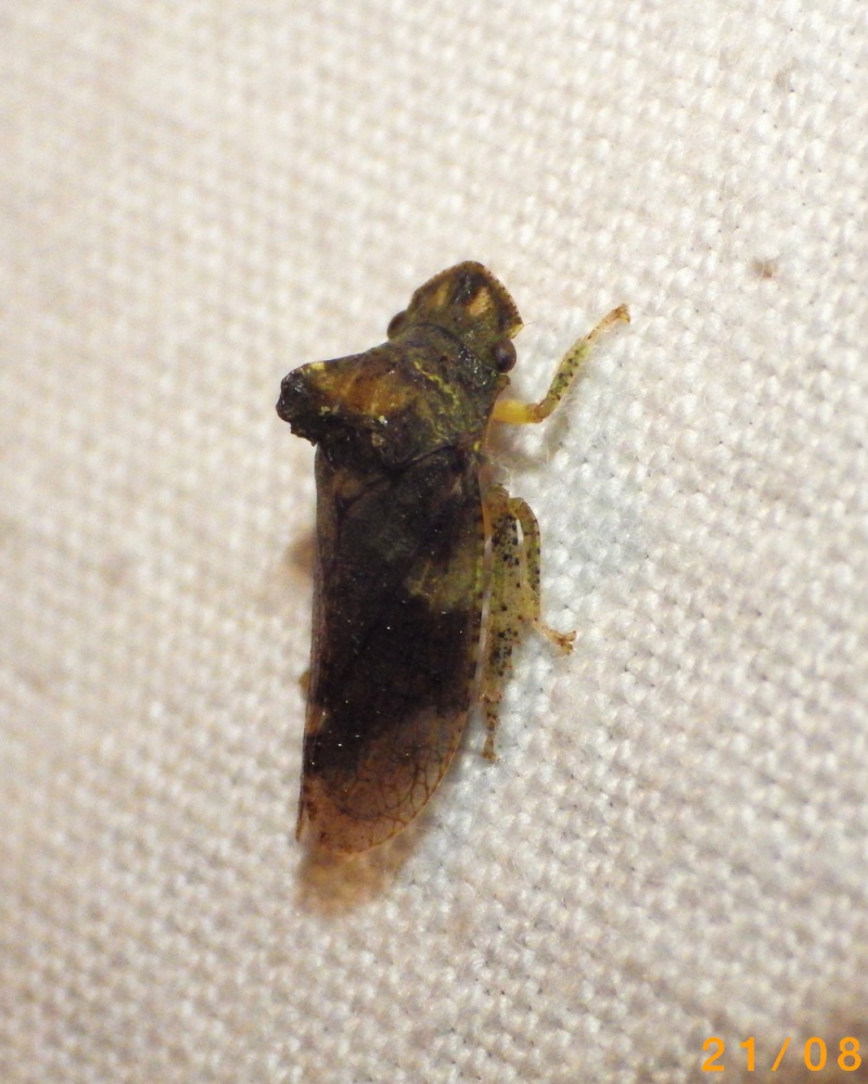 Cicadellidae  Ledra aurita  Cicade10