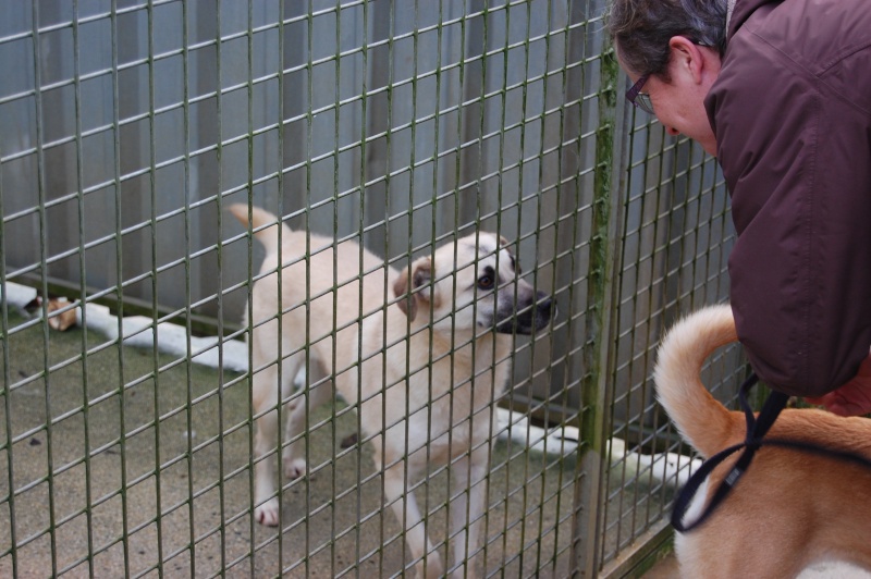 (Re)donner confiance à une chienne terrorisée - Page 5 2014-112