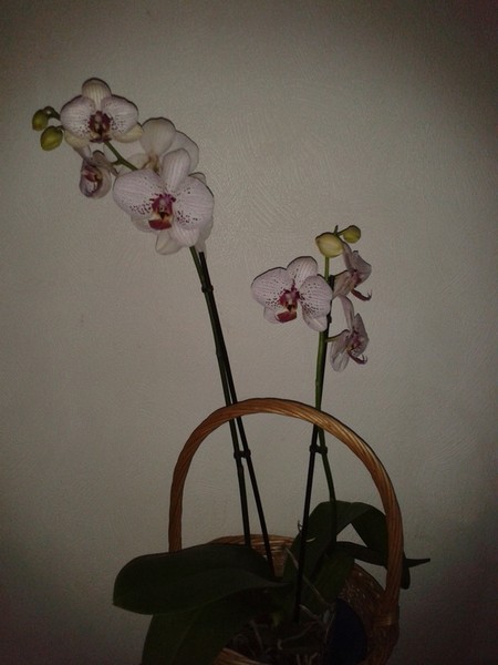 les orchidées - Page 14 2014-123