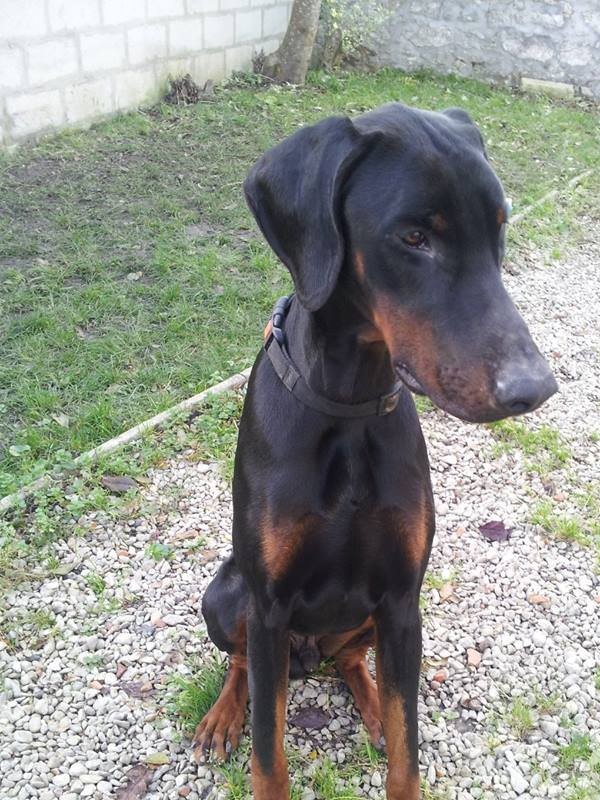 Junior jeune doberman ! Sans_t10