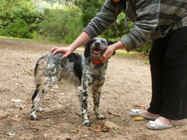 MAQUIS, Encore un épagneul ? setter ? 5-6 ans en galère (trouvé) - adoptable dès 15/04/15 -  asso SOS décharge Corse (20) P1040011