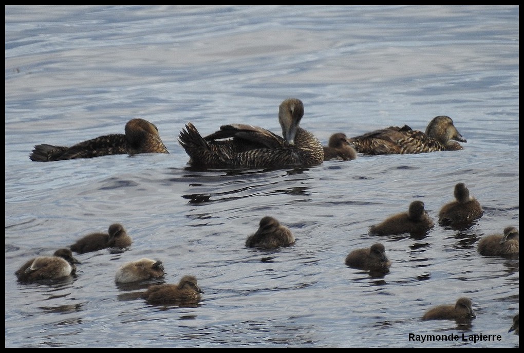 Crèches d'eiders Dscn9116