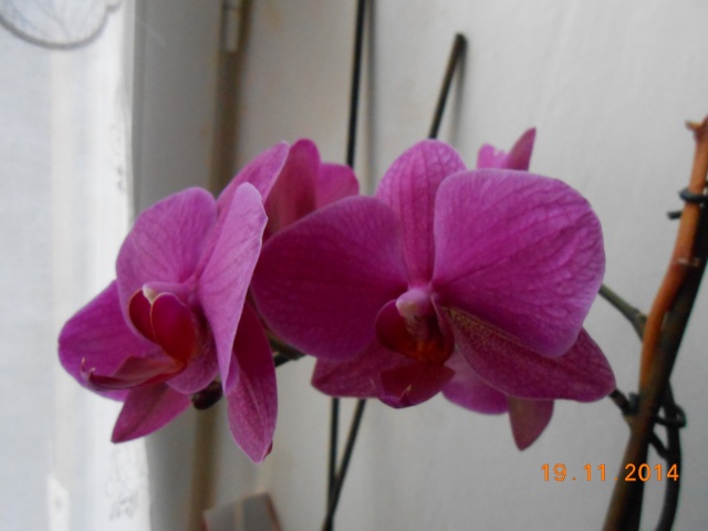 Phalaenopsis - Page 35 2014-118
