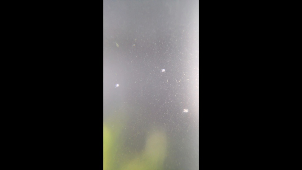 Drôle de petites bêtes sur mes vitres Vlcsna11