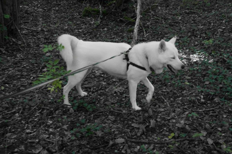 Balto type Husky ok chiens chats enfants ASSO46 ADOPTE 10704010