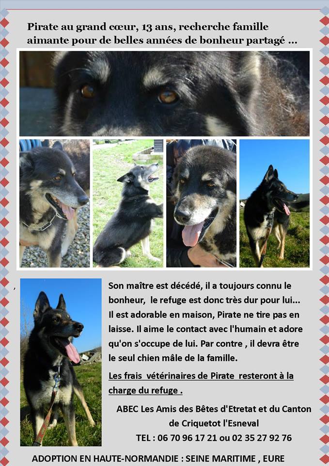 Pirate -  BA  Croisé husky (m) Né en 2001 RECHERCHE FA- REFU76  ADOPTER - Page 2 10846210