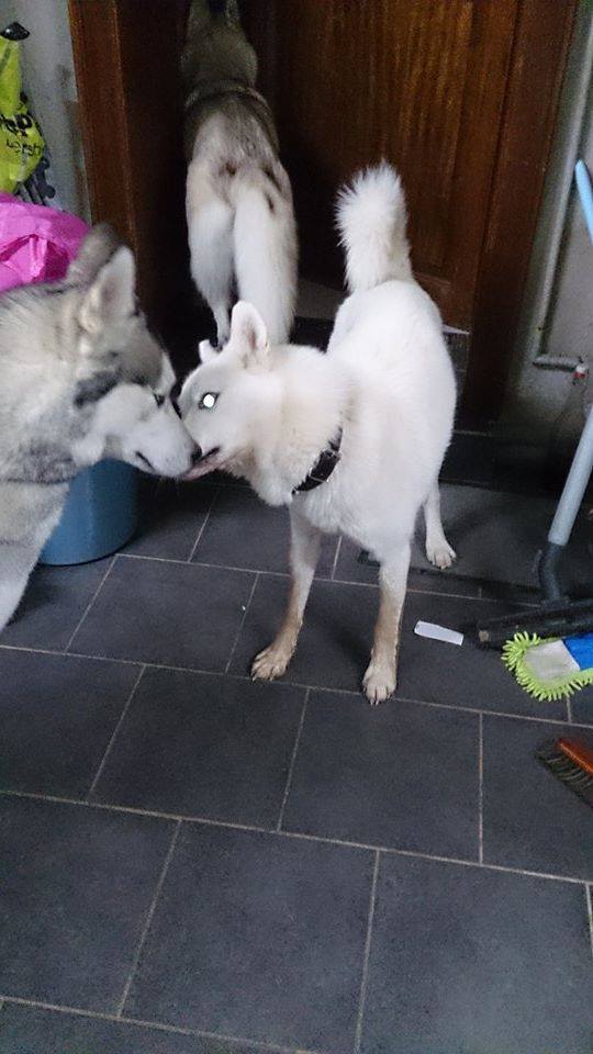 Balto type Husky ok chiens chats enfants ASSO46 ADOPTE 10847910