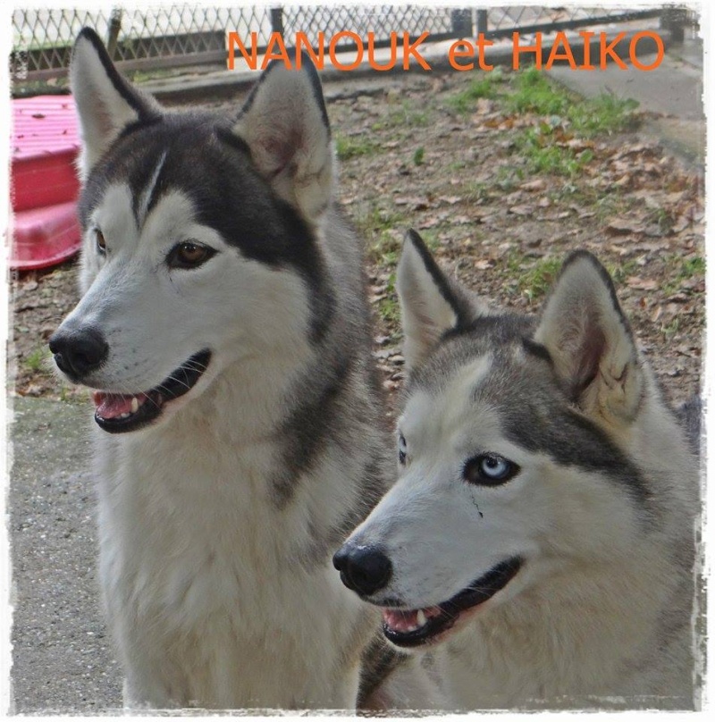 HAIKO male Husky et NANOUK femelle husky ,stérilisée, REFU17 19667210