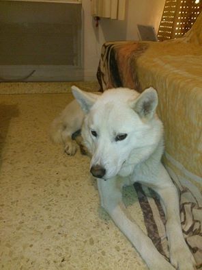 Balto type Husky ok chiens chats enfants ASSO46 ADOPTE 500_5e10