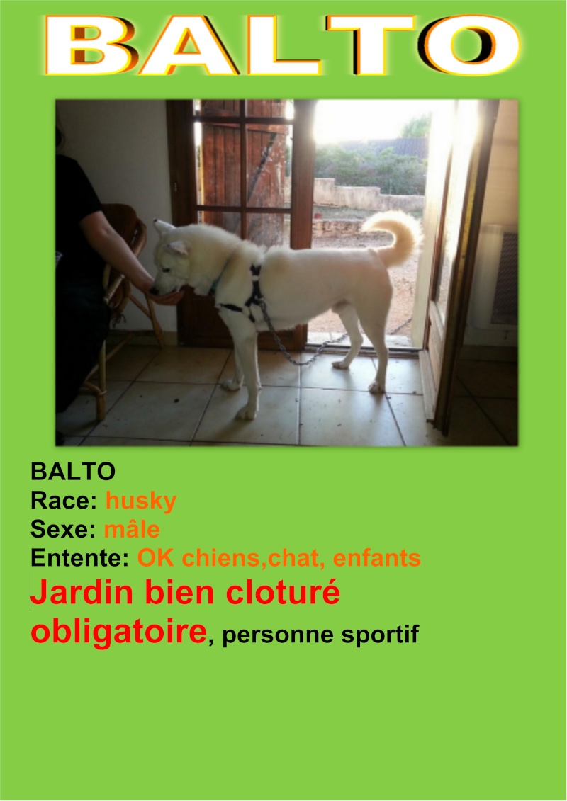 Balto type Husky ok chiens chats enfants ASSO46 ADOPTE Balto11