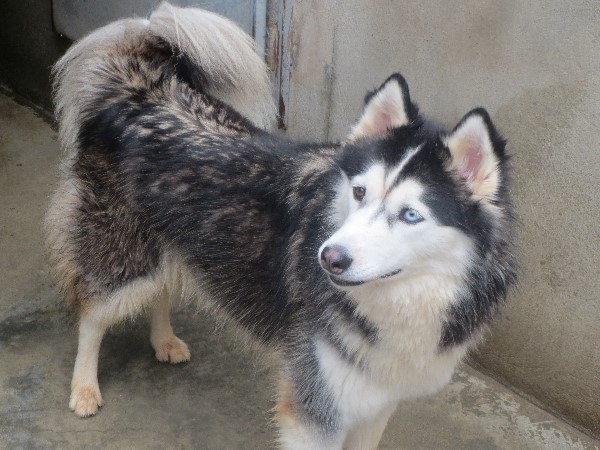 Ina Husky (f) 07/01/2012/ REFU13 Adopter Img_0610