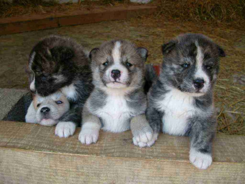 TOUTOU x akita inu (f) junior 2014-03-01 REFU:74 ADOPTEES Mutuel10