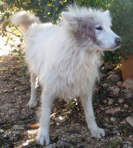 DOUSHKA samoyède (f)très sociable 01/2008 REFU30 ADOPTEE Pb130412