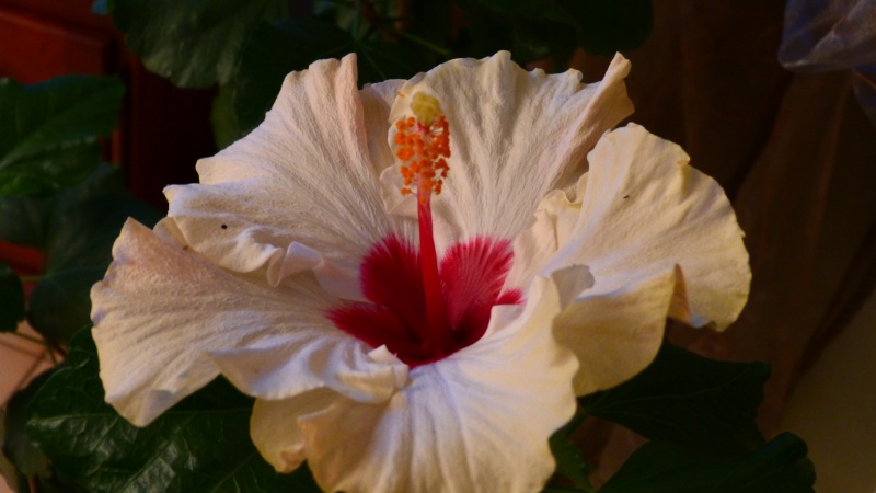 mon hibiscus sur tige P1050117