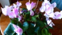 Thème du mois de novembre 2014 : Détails de plantes ou de fleurs P1050114