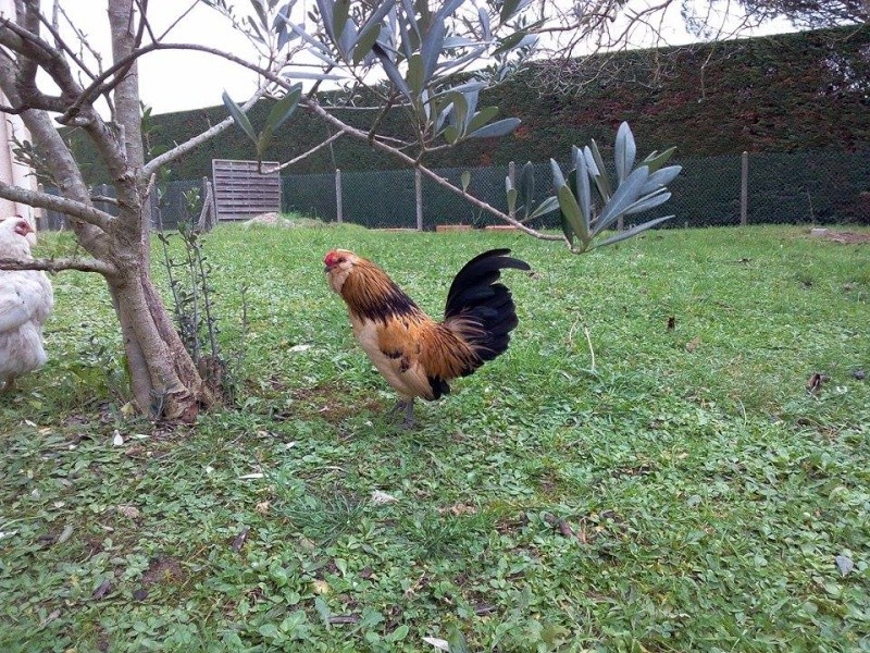 Mes poules barbues de Watermael Coq_ba10