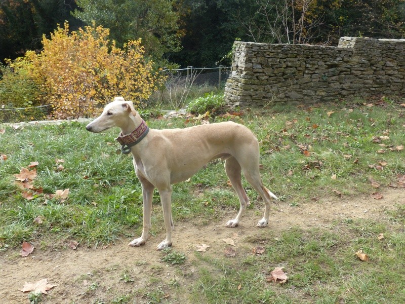 Hercule – splendide galgo à l'adoption depuis février 2013 "Scooby France" Adopté  - Page 6 P1050118