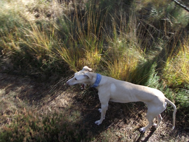 KIRO (galgo presque aveugle, SF) dans sa famille chez HAPPYDAY - Page 20 Dscf3119