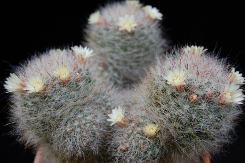 Mammillaria bocasana 1465-211